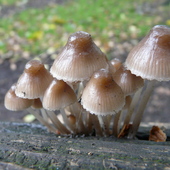 P1120241a fungi